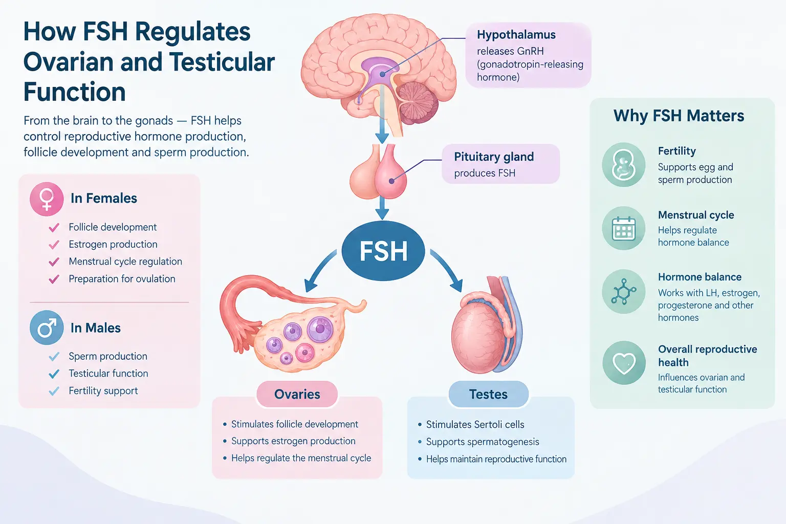 Illustration showing how follicle-stimulating hormone (FSH) regulates ovarian and testicular function